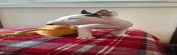 English Bull Terrier dogs for sale: Stunning english bull terrier pups - Advert 8