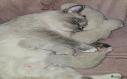 Ragdoll cats for sale: Beautiful Chunky Pure Breed Ragdoll kittens - Image 16