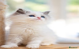 Ragdoll cats for sale: Tica Pedigree Ragdoll girl for Pet Home only  - Image 1