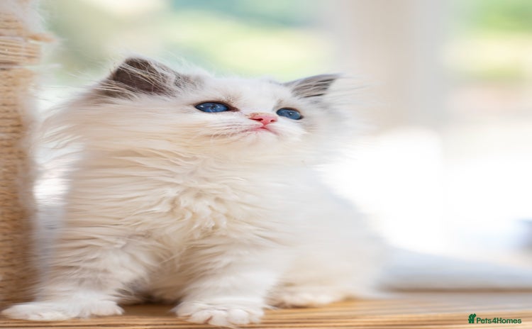 Ragdoll cats - Advert 4