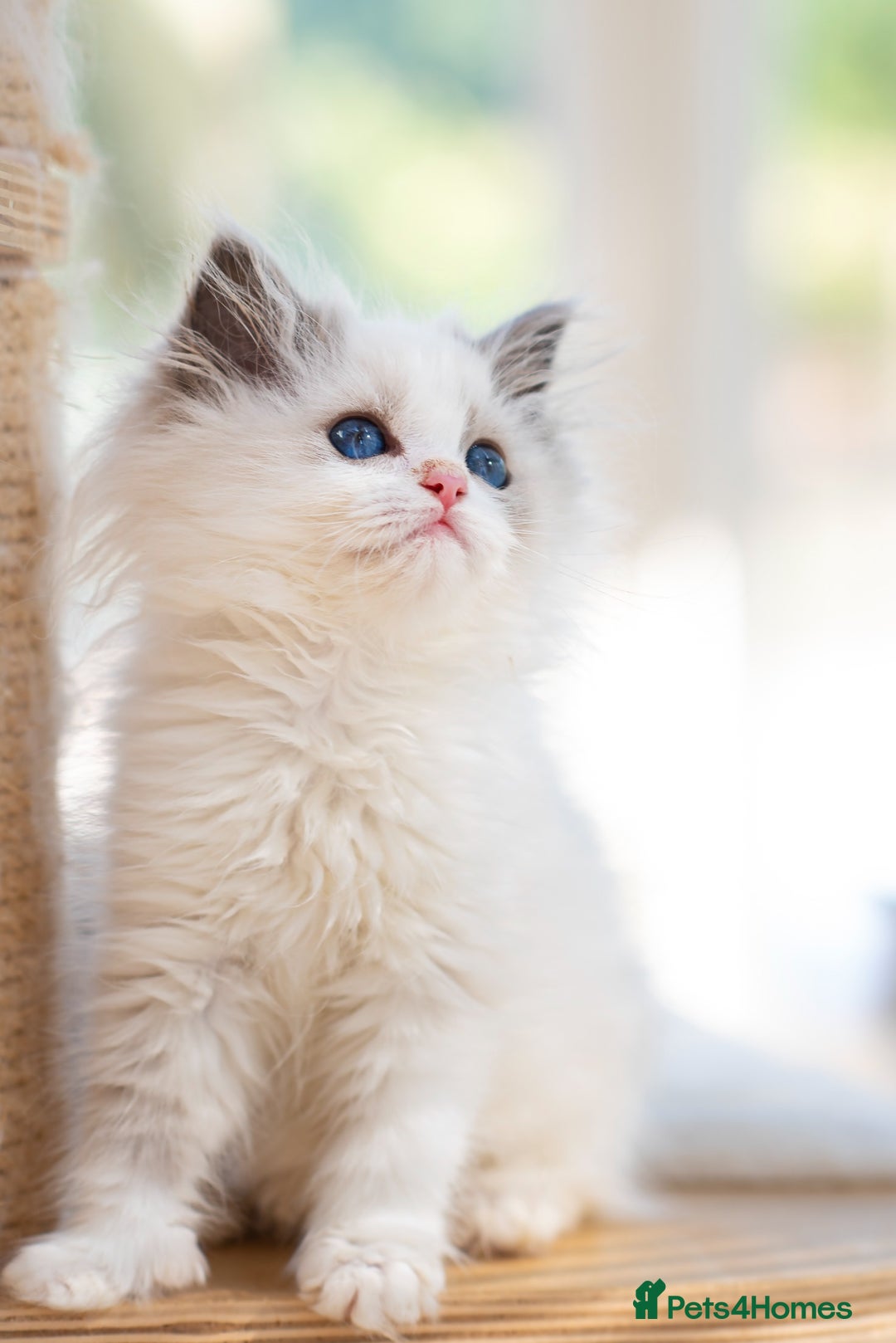 Ragdoll cats for sale: Tica Pedigree Ragdoll girl for Pet Home only  - Image 1