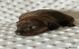 Miniature Dachshund dogs for sale: Champion  lines brindle / dapple mini daschund  - Image 3
