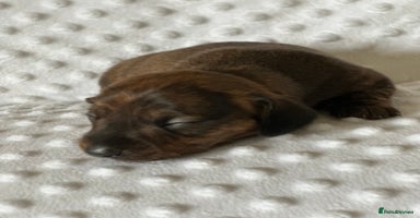 Miniature Dachshund dogs - Advert 1