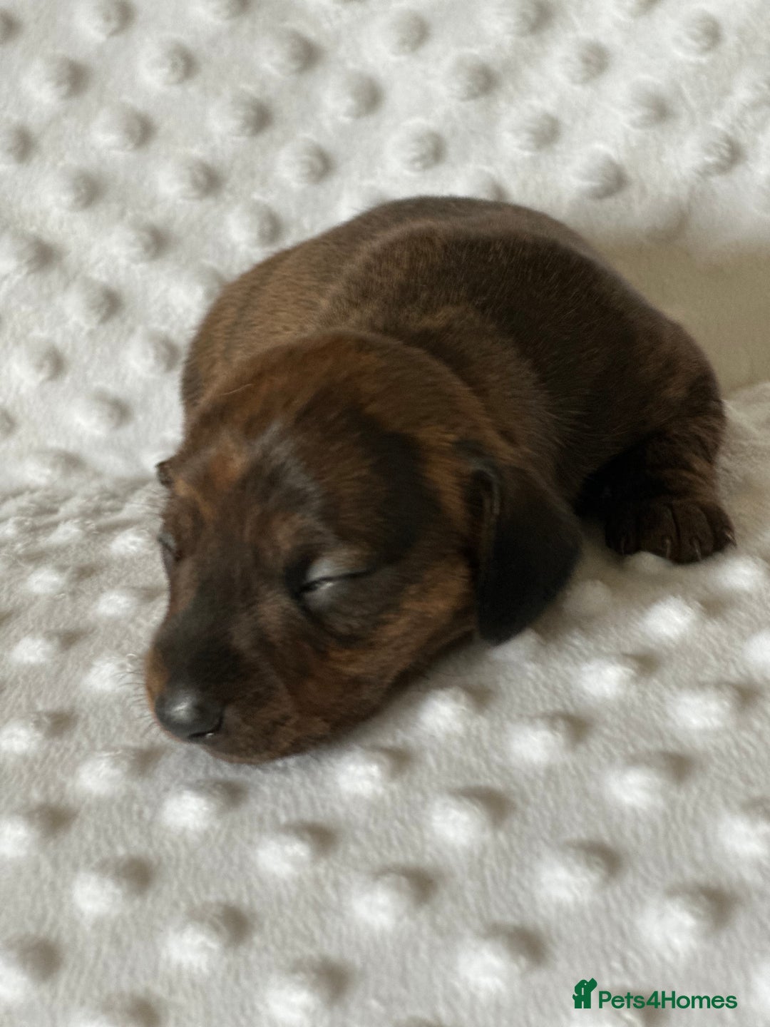 Miniature Dachshund dogs for sale: Champion  lines brindle / dapple mini daschund  - Image 3