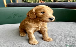 Double Doodle dogs for sale: Beautiful Double Doodle Puppies - Image 4