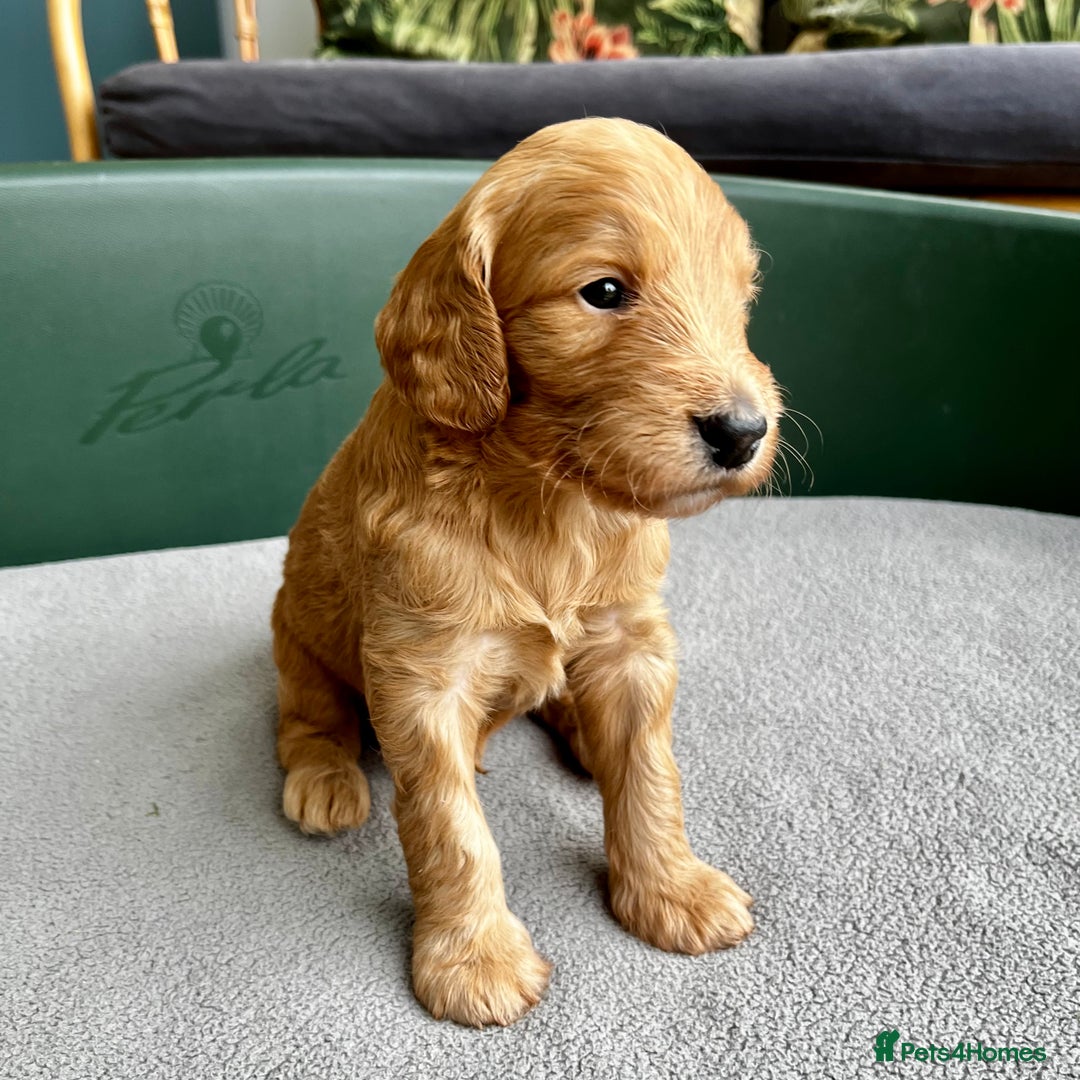 Double Doodle dogs for sale: Beautiful Double Doodle Puppies - Image 4