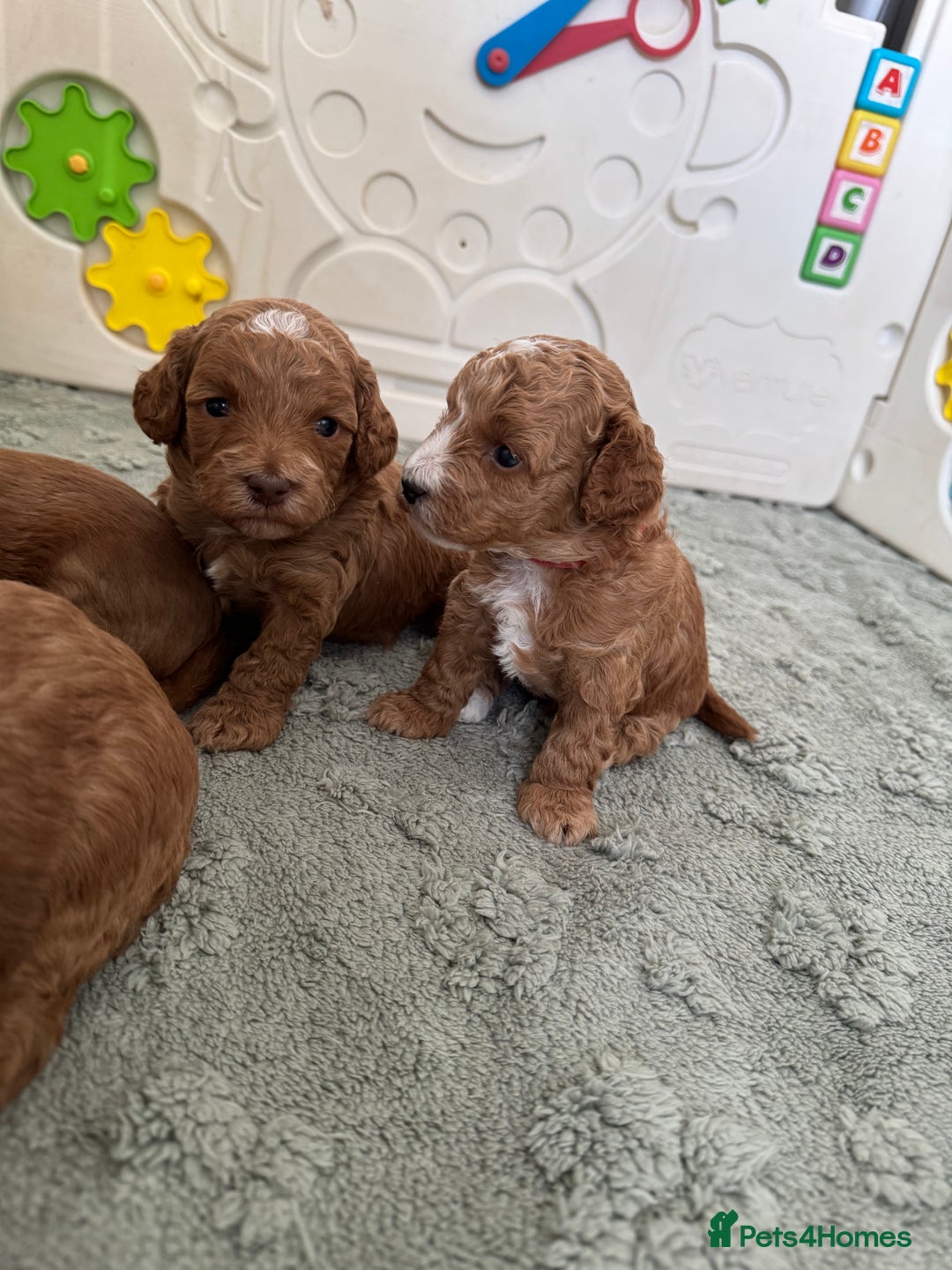 Cockapoo dogs for sale: Health tested Toy cockapoos. One girl left - Image 4