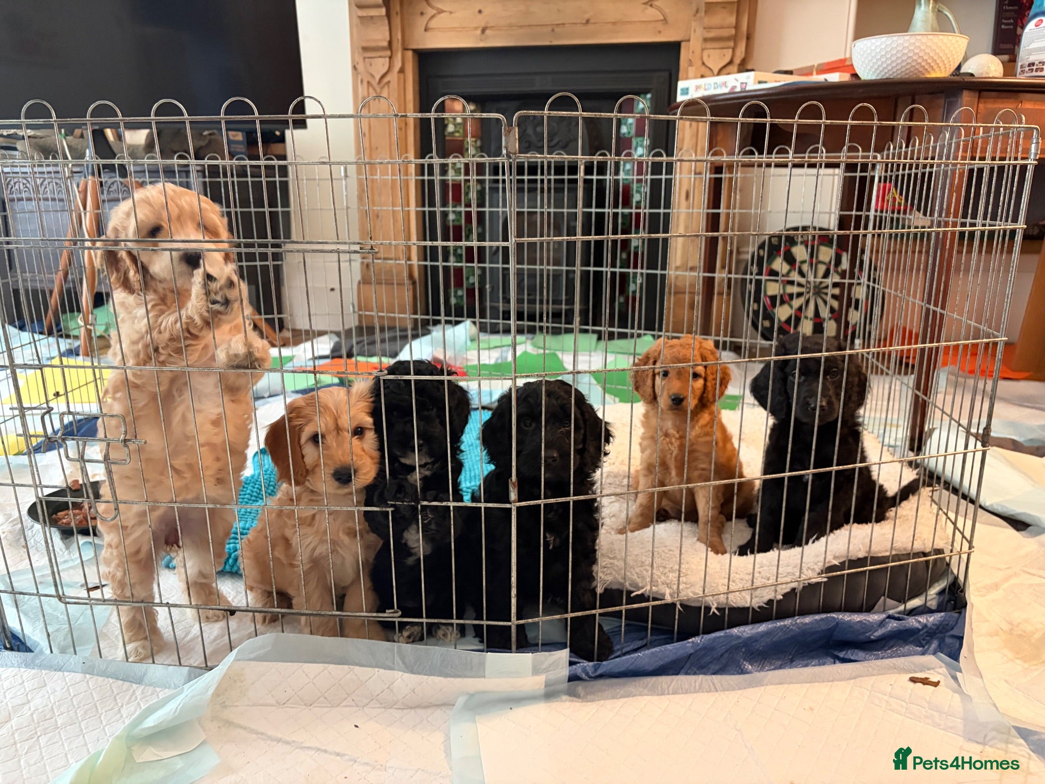 Mixed Breed dogs Cockapoo × Australian Labradoodle Puppies  - Advert 6