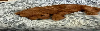 Cavapoo 1 Wilson blue collar