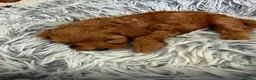 Cavapoo dogs for sale: Cavapoo F1B puppies - Advert 8