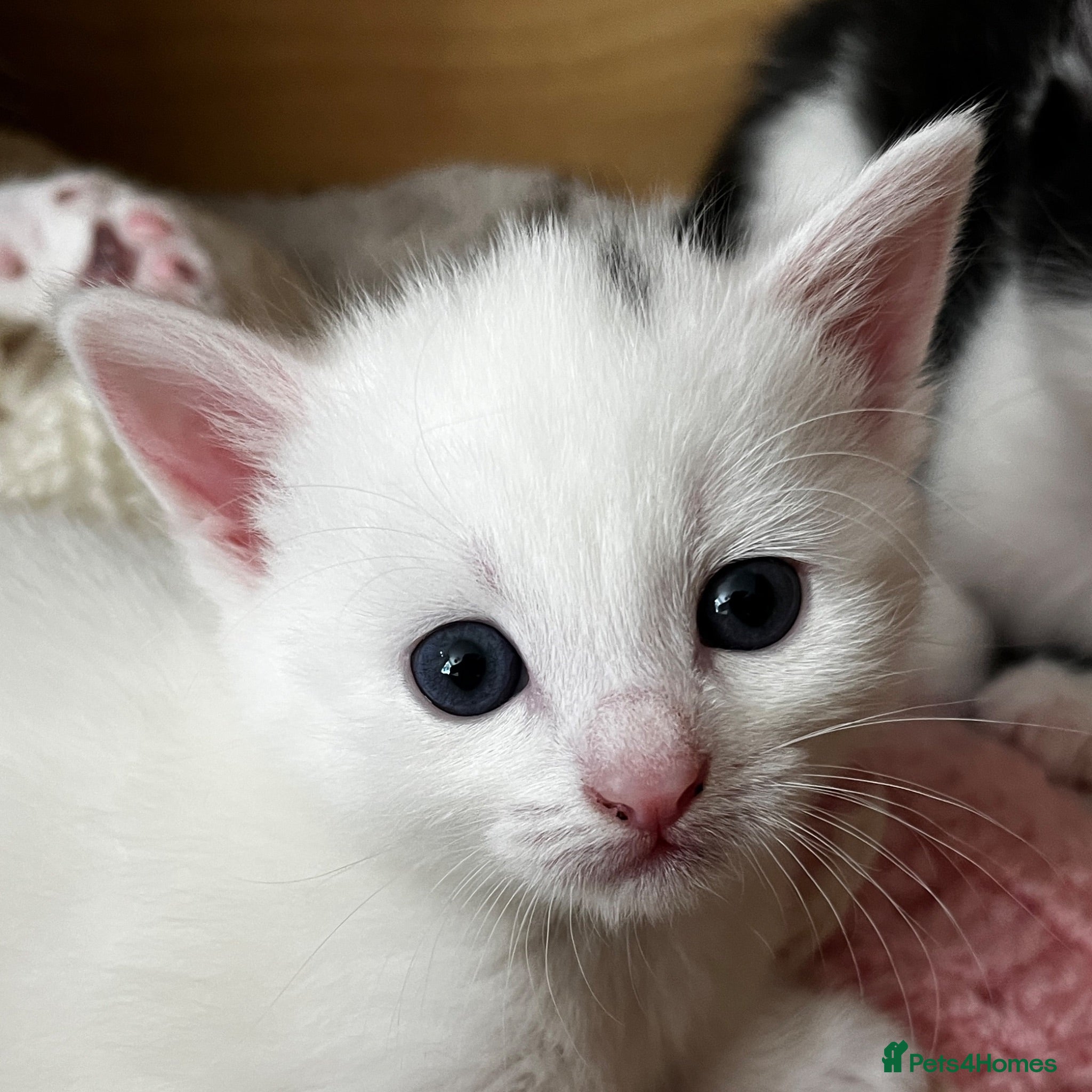 Mixed Breed cats Gorgeous white female kitten - Advert 1