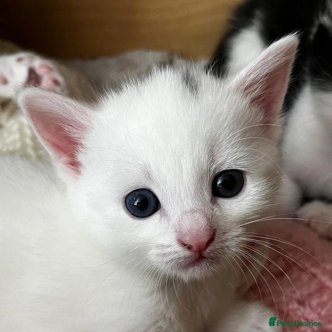 Mixed Breed cats for sale: Gorgeous white female kitten in Norwich - Advert 1