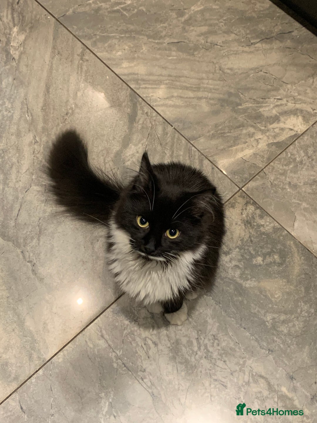 Mixed Breed cats for sale: Beautiful black and white long haired tuxedo cat - Advert 2