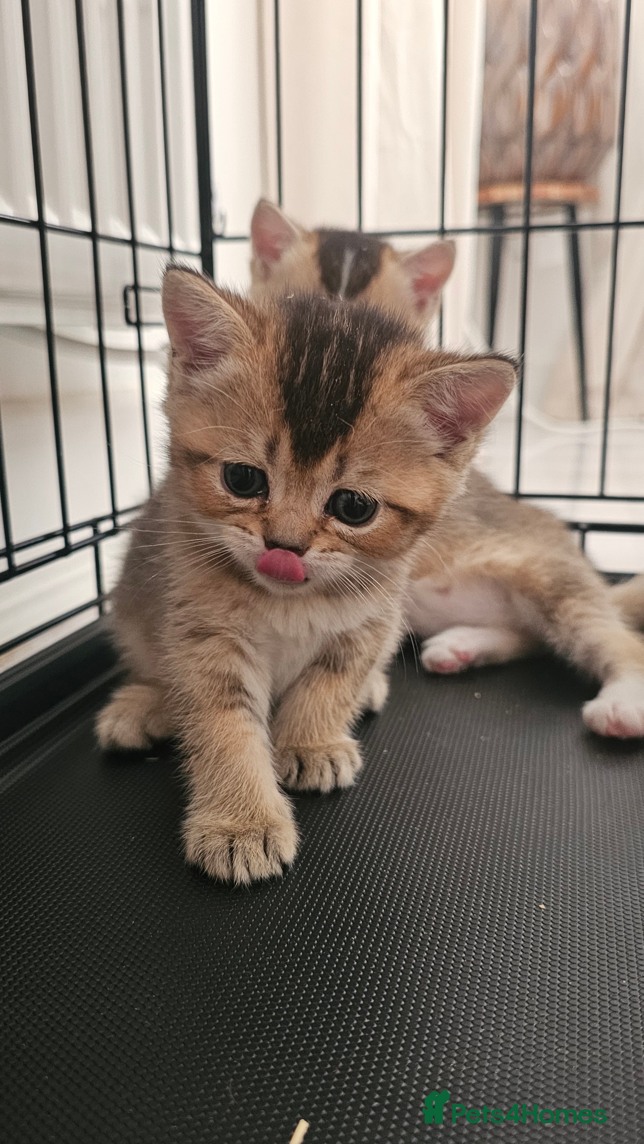 British Shorthair cats British shorthair male  - Advert 6