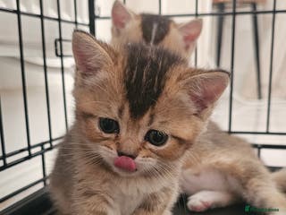 British Shorthair cats British shorthair male - Advert 6