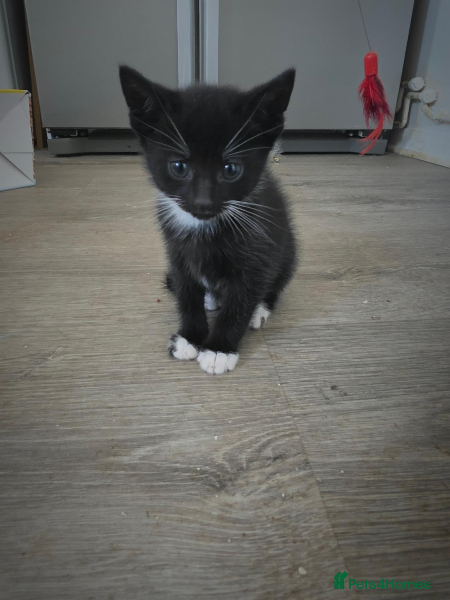 Mixed Breed cats Kittens for sale ready now  - Advert 16