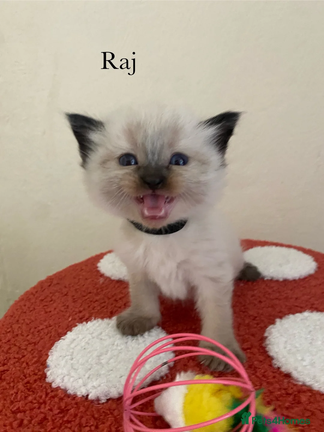 Ragdoll cats for sale: Pure breed ragdoll kittens  in Dagenham - Advert 1