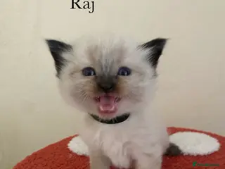 Ragdoll cats Pure breed ragdoll kittens - Advert 16