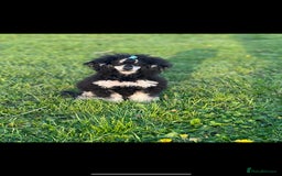 Toy Poodle dogs for stud: stunning toy poodle boys ready for studs in Doncaster - Image 6