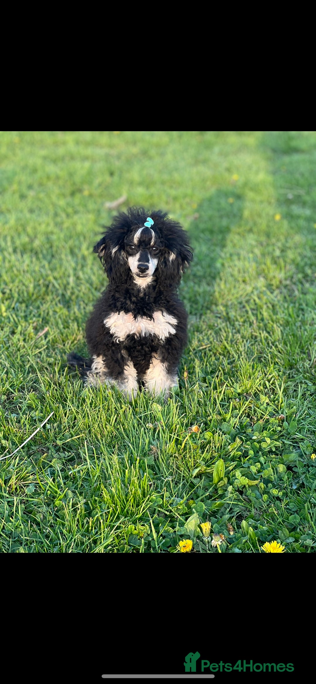 Toy Poodle dogs for stud: stunning toy poodle boys ready for studs in Doncaster - Image 6