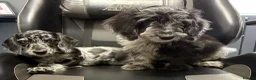 Mixed Breed dogs for sale: Fully vax READY NOW DOXIEPOO HEALTH TESTED PARENTS - Advert 11