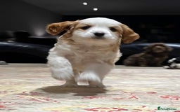Cavapoo dogs for sale: Perfect family Cavapoos. Home raised, ready 28 Oct - Image 3