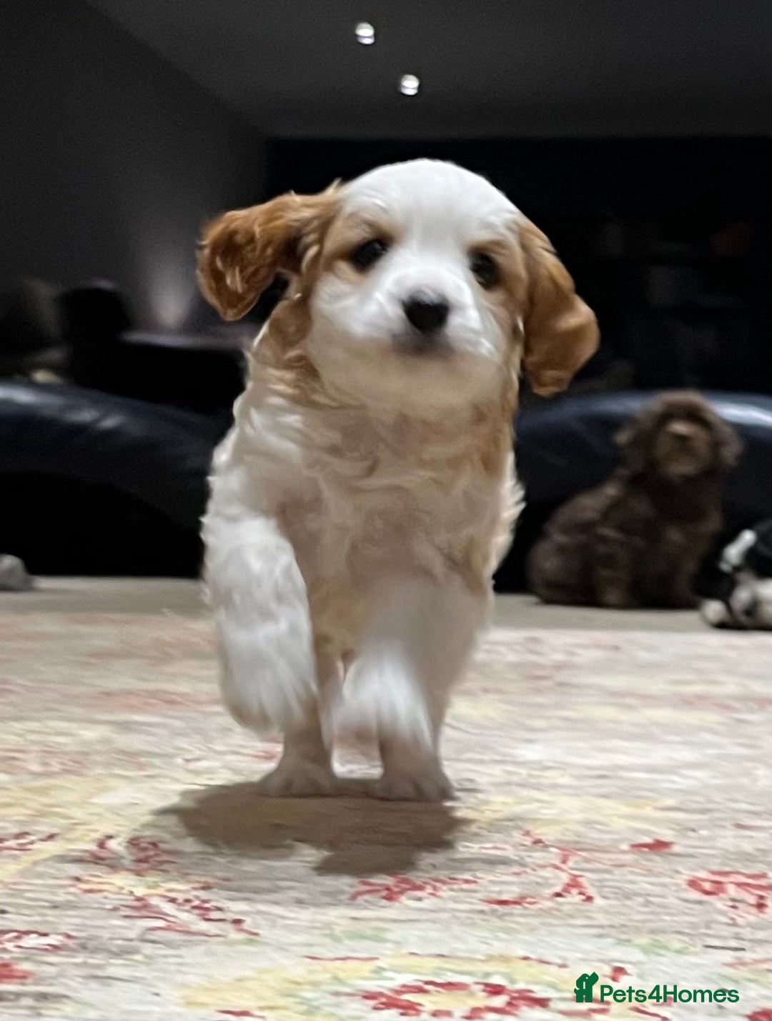 Cavapoo dogs for sale: Perfect family Cavapoos. Home raised, ready 28 Oct - Image 3