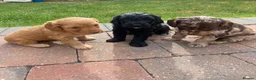 Cockapoo dogs for sale: Cockapoo puppies  - Advert 1