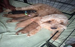Cockapoo dogs for sale: 5 Beautiful Cockapoo Puppies  - Image 2