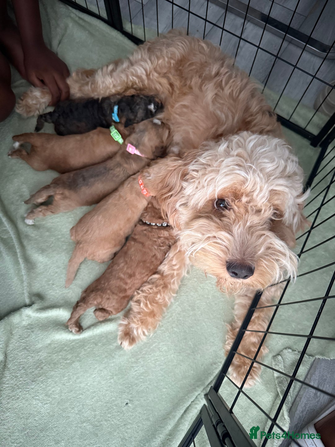 Cockapoo dogs for sale: 5 Beautiful Cockapoo Puppies  - Image 2
