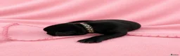 Labrador Retriever dogs for sale: Black Labrador retriever puppies  - Advert 4