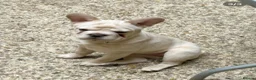 French Bulldog dogs for sale: Beautiful Bailey Needs A New Home - Advert 3