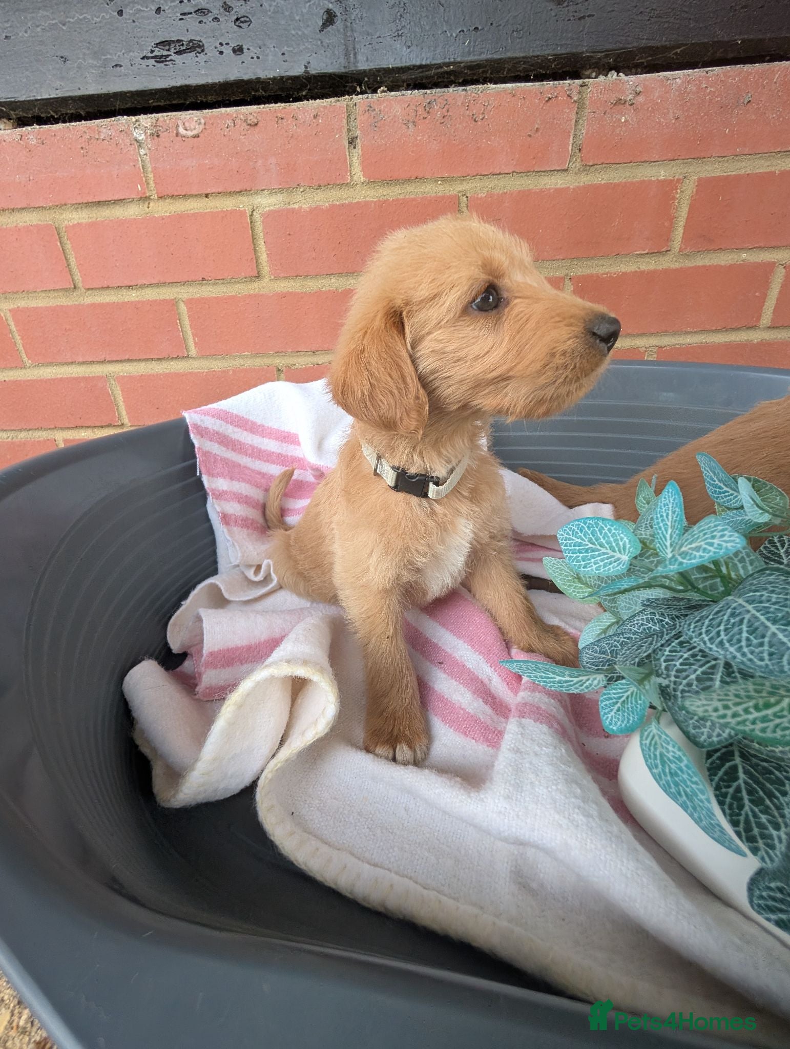 Australian Labradoodle dogs Stunning Red Australian Labradoodle puppies  - Advert 2