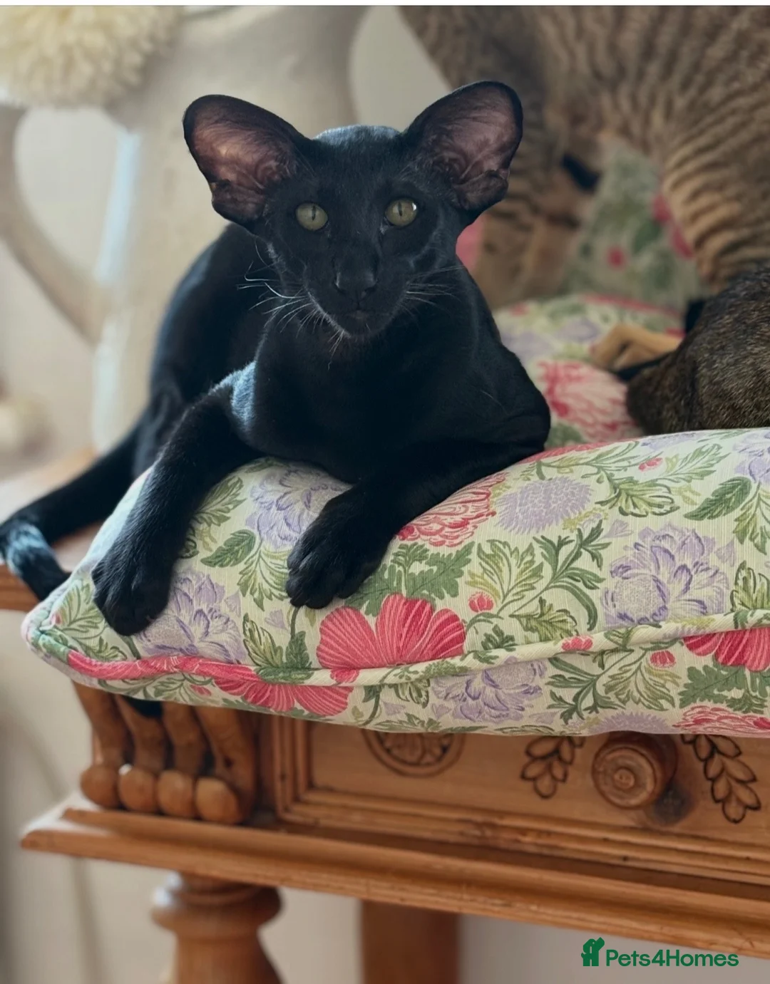Oriental cats for sale: Black Oriental Male - Advert 2
