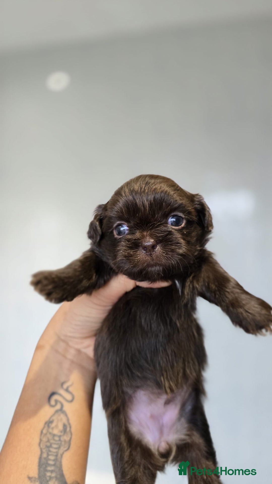 Shih Tzu dogs for sale: 😍 chocolate shihtzu😍 - Advert 14