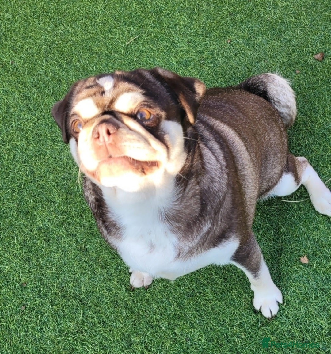 Pug dogs 2 kc registered Adult pugs - Advert 2