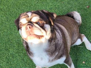 Pug dogs 2 kc registered Adult pugs - Advert 3