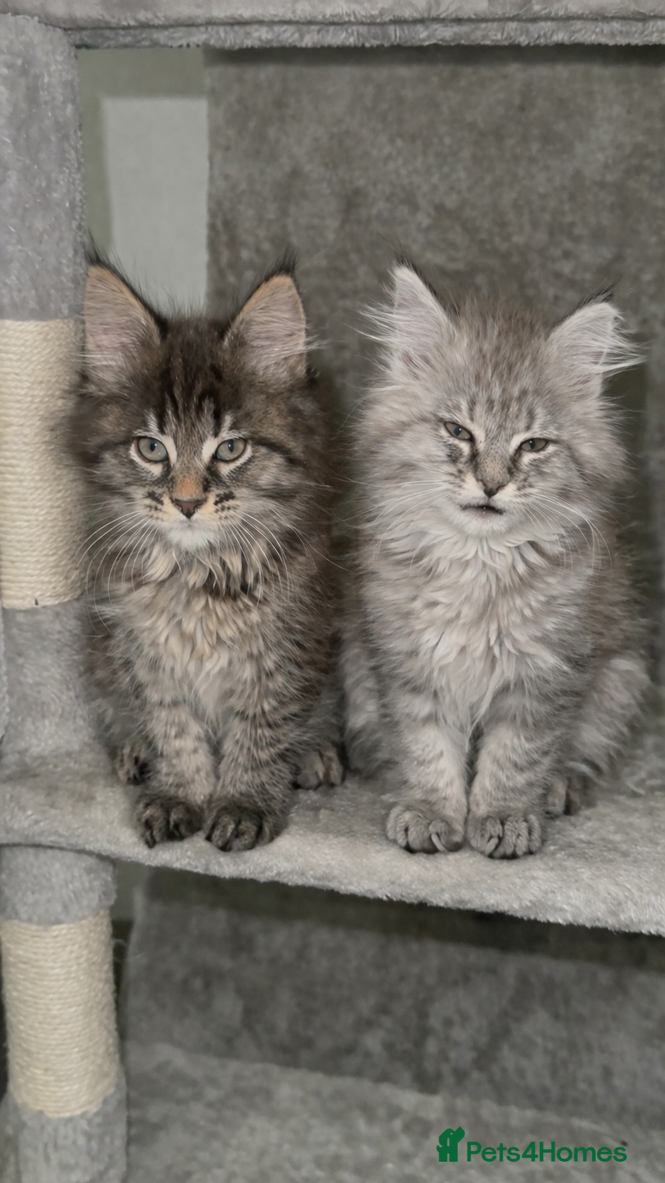 Maine Coon cats 2 Left TICA MAINE COON KITTENS ACTIVE AVAILABLE  - Advert 1
