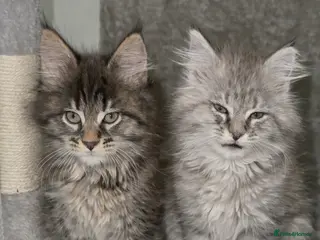 Maine Coon cats 2 Left TICA MAINE COON KITTENS ACTIVE AVAILABLE - Advert 3