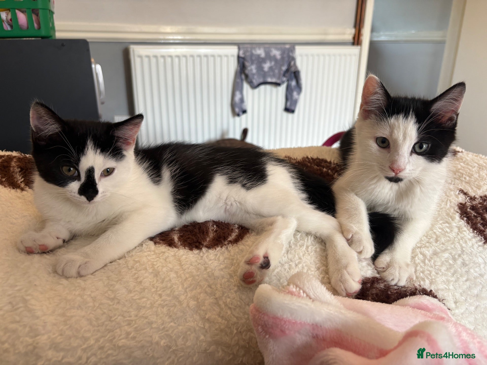 British Shorthair cats 2 kittens left for sale  - Advert 4