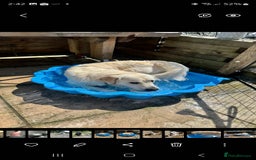 Golden Retriever dogs for sale: Stunning Golden Retriever boy - Image 2