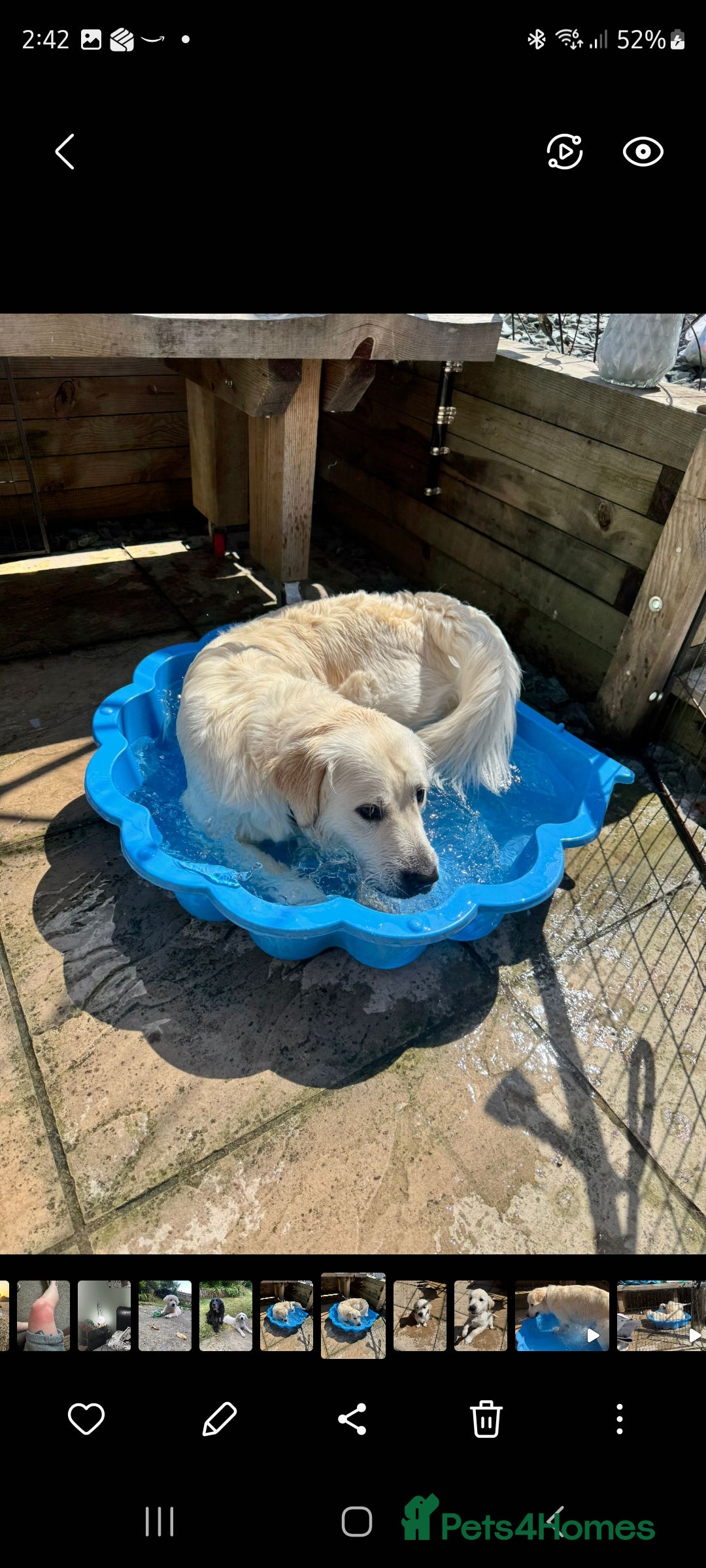 Golden Retriever dogs for sale: Stunning Golden Retriever boy - Image 2