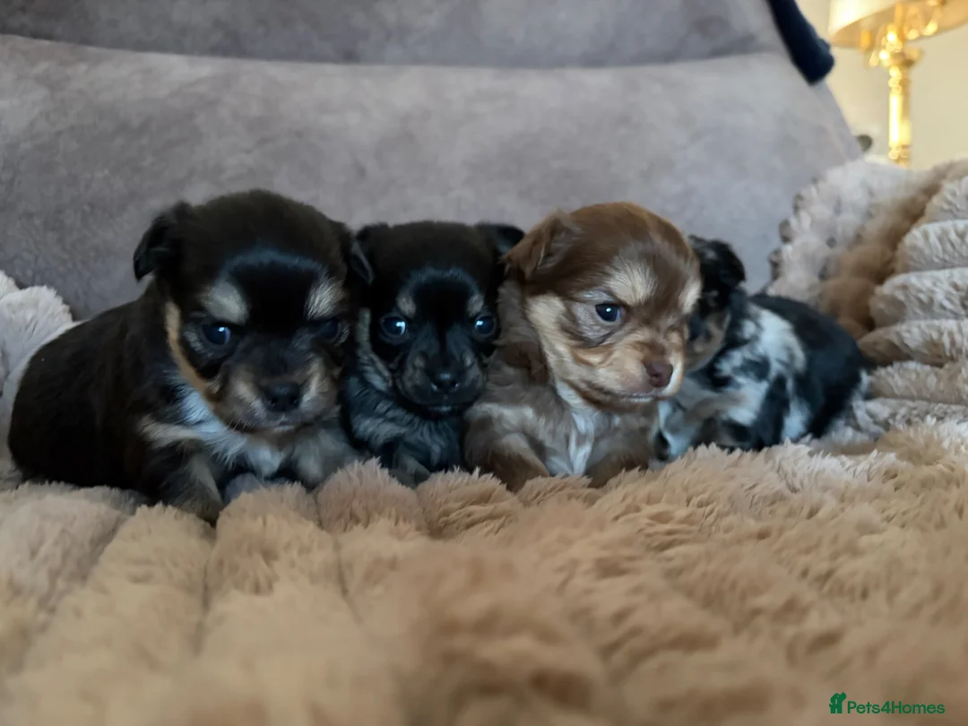 Chihuahua dogs for sale: Stunning chihuahua pups for sale  - Advert 1