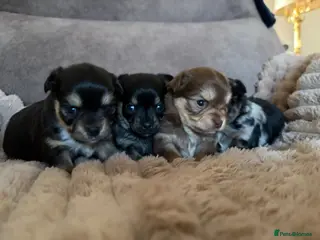 Chihuahua dogs Stunning chihuahua pups for sale - Advert 1