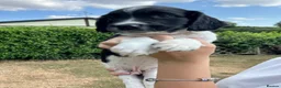 English Springer Spaniel dogs for sale: KC Working Springer Springer Puppies - Advert 17