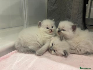 Ragdoll cats Exceptional Pure Blue Point Ragdoll kitten - Advert 3