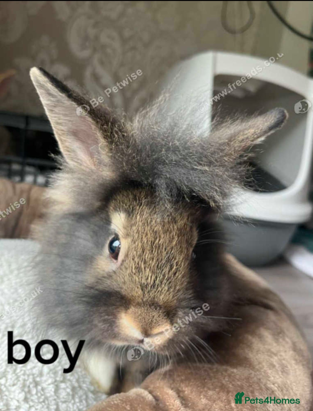 Lionhead rabbits for sale: Cute black lion head for sale  - Advert 4