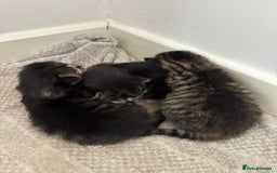 Domestic Shorthair cats for sale: 3 tabby males ready 18/09 - Image 5