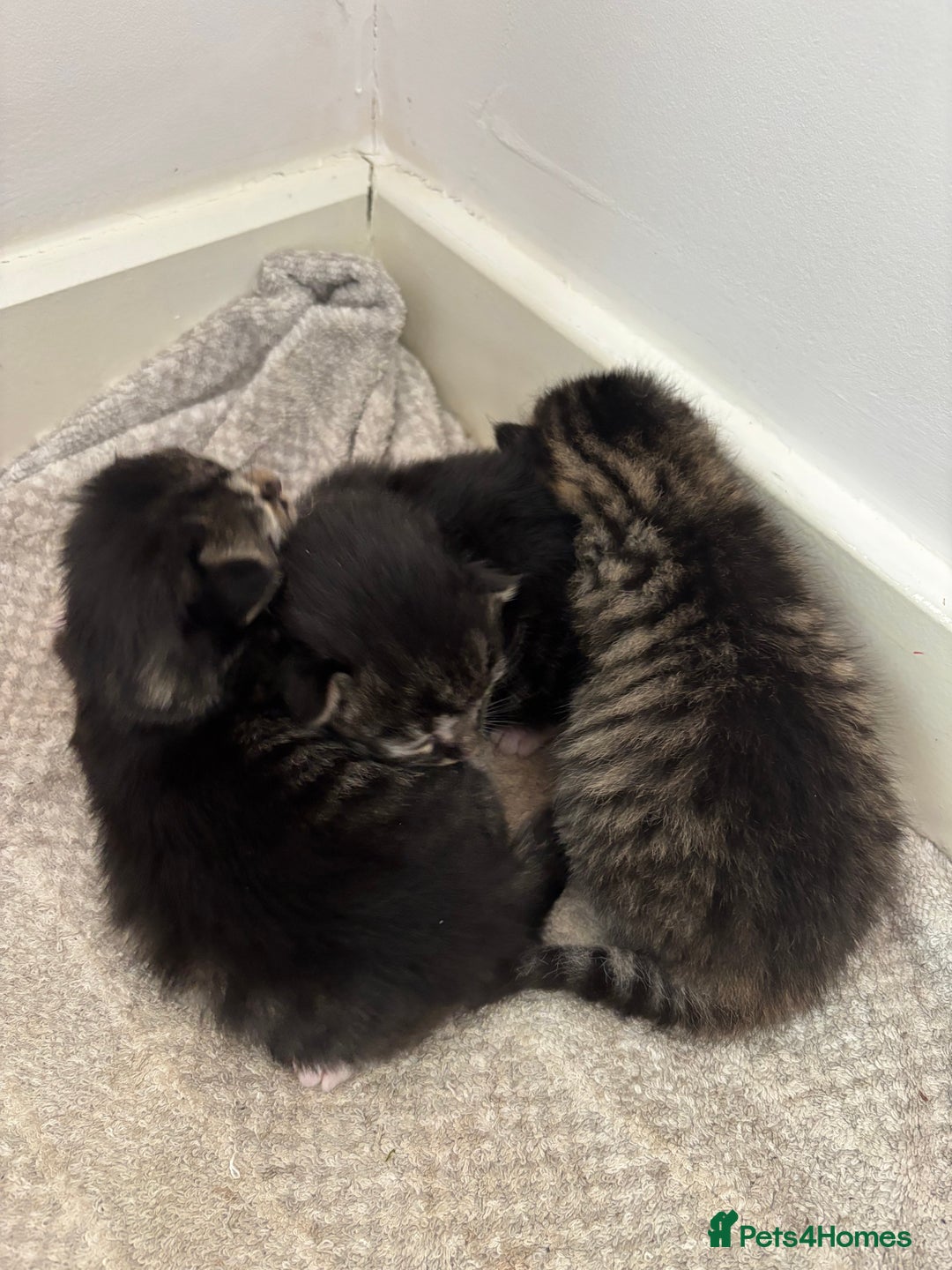 Domestic Shorthair cats for sale: 3 tabby males ready 18/09 - Image 5