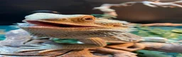 Bearded Dragon reptiles for sale: Bearded Dragon 2YO in London - Advert 1